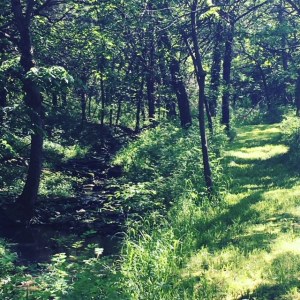 Stream in the woods